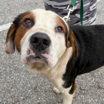 Rescue Mixed Breed Dogs for Adoption in Aberdeen, North Carolina - Buddy | PetCurious