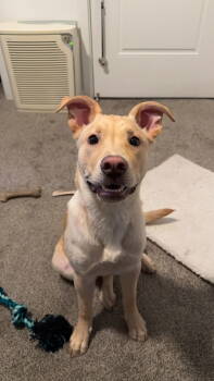 Rescue Pit Bull Terrier and Labrador Retriever Dogs for Adoption in Woodland, California - Scrappy | PetCurious