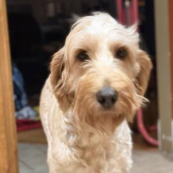 Posie -  Poodle and Mixed Breed Dog for Adoption in Huntsville, Alabama - Posie | PetCurious