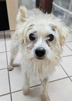 Rescue West Highland White Terrier Westie and Maltipoo Dogs for Adoption in San Marcos, California - Foster Or Adopter In Calm Home Needed For Partially Blind Boy | PetCurious