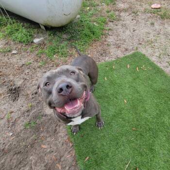 Mixed Breed Dogs Available for Adoption - Guac | PetCurious