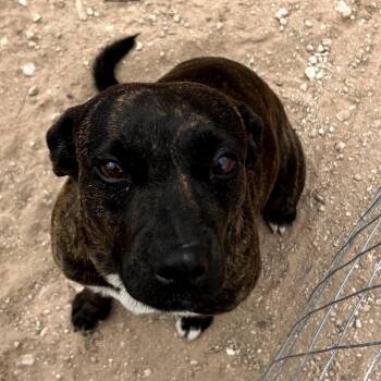 Mountain Cur Dogs Available for Adoption - Chica | PetCurious