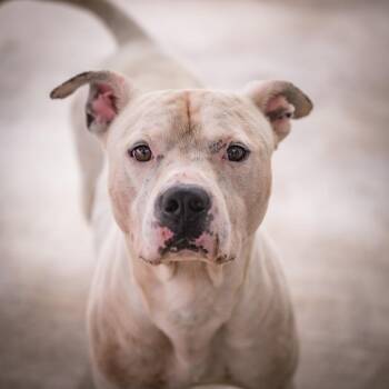 Sosa (Flint) -  Pit Bull Terrier Dog for Adoption in Twentynine Palms, California - Sosa (Flint) | PetCurious