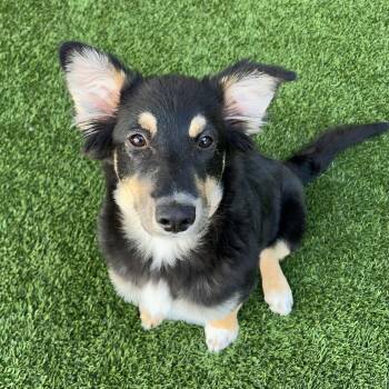 Shepherd Dogs Available for Adoption - Thora The Puppy! | PetCurious