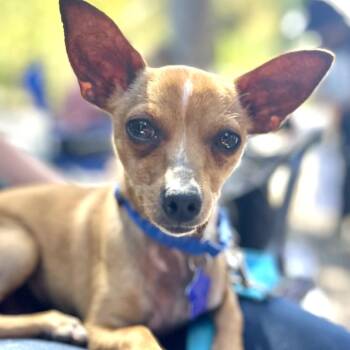 David -  Chihuahua and Mixed Breed Dog for Adoption in San Francisco, California - David | PetCurious