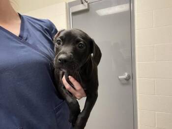 KENSINGTON -  Pit Bull Terrier Dog for Adoption in Auburn, California - KENSINGTON | PetCurious