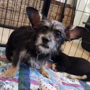 Lily -  Terrier and Mixed Breed Dog for Adoption in Prescott, Arizona - Lily | PetCurious