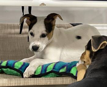 Scooter -  Beagle Dog for Adoption in Ogontz Campus, Pennsylvania - Scooter | PetCurious