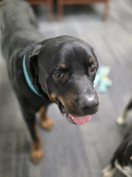 Rottweiler Dogs Available for Adoption - Bruno : A Total Gem | PetCurious