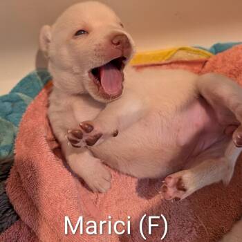 Marci -  Mixed Breed Dog for Adoption in Chicago, Illinois - Marci | PetCurious