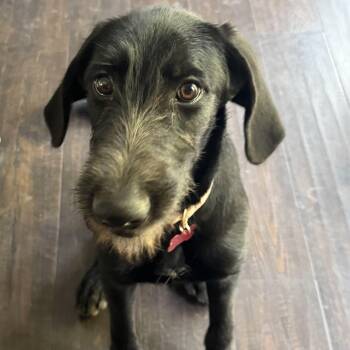 Margs -  Labradoodle and Terrier Dog for Adoption in Shakopee, Minnesota - Margs | PetCurious