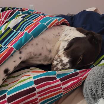 German Shorthaired Pointer Dogs Available for Adoption in Alexandria, Virginia - Kamir | PetCurious