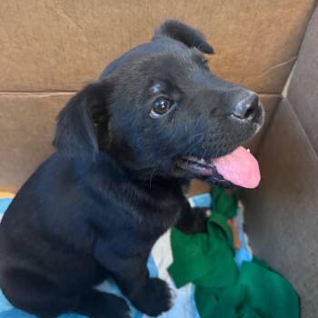 Border Collie and Shepherd Dogs Available for Adoption in Las Vegas, Nevada - Jelly | PetCurious