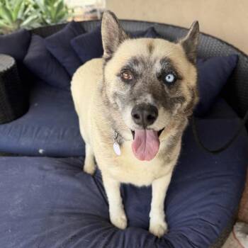 Siberian Husky Dogs Available for Adoption in Ramona, California - Jasper Junco | PetCurious