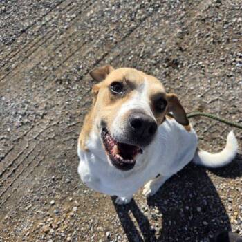 Hound and Mixed Breed Dogs Available for Adoption - Kiefer | PetCurious