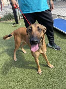 JOSIE -  German Shepherd Dog and Mixed Breed Dog for Adoption in Pasadena, Texas - JOSIE | PetCurious
