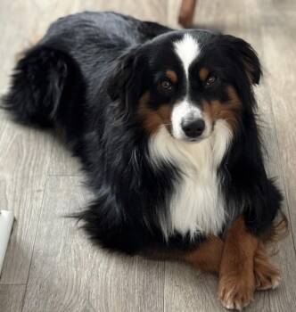 Maverick -  Australian Shepherd Dog for Adoption in Wolcott, Connecticut - Maverick | PetCurious