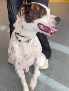 Rescue Terrier and Mixed Breed Dogs for Adoption in Portland, Indiana - Daisy | PetCurious