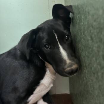 Rigby -  Australian Cattle Dog Blue Heeler and Mixed Breed Dog for Adoption in West Point, Mississippi - Rigby | PetCurious