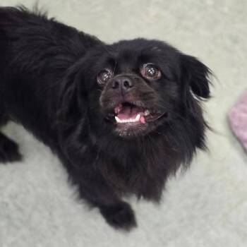 Jacks -  Pekingese Dog for Adoption in Bethel, Connecticut - Jacks | PetCurious