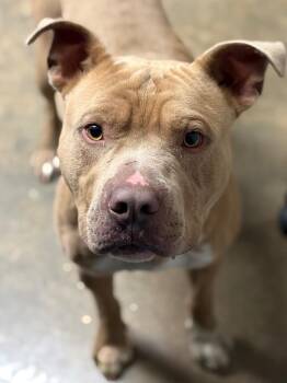 Pit Bull Terrier and Mixed Breed Dogs Available for Adoption in Lockhart, Texas - Bread Bandit | PetCurious