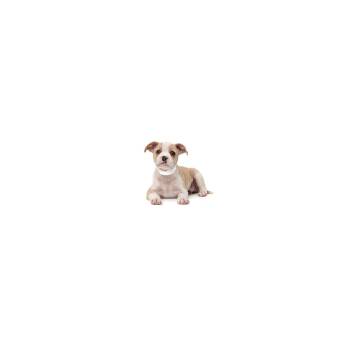 Toyota -  Mixed Breed Dog for Adoption in Los Angeles, California - Toyota | PetCurious