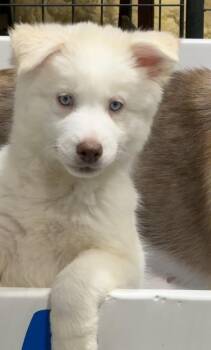 Chili Pepper -  Siberian Husky and Great Pyrenees Dog for Adoption in Cumming, Georgia - Chili Pepper | PetCurious