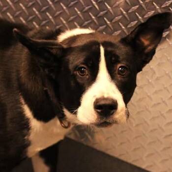 26-01495 PRINCESA -  Collie Dog for Adoption in Fredericksburg, Virginia - 26-01495 PRINCESA | PetCurious