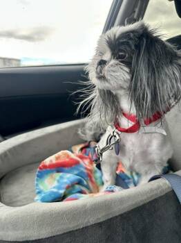 Oreo Cookie -  Shih Tzu Dog Available for Adoption in Littleton, Colorado - Oreo Cookie | PetCurious