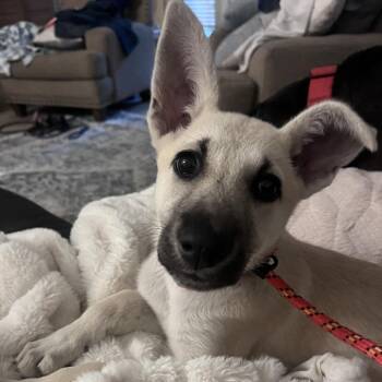 Layla -  German Shepherd Dog Dog for Adoption in Conroe, Texas - Layla | PetCurious