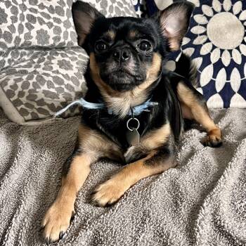 Parker -  Chihuahua and Pekingese Dog for Adoption in Denver, Colorado - Parker | PetCurious
