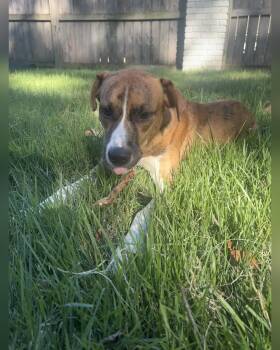Toast -  Labrador Retriever and Boxer Dog for Adoption - Toast | PetCurious