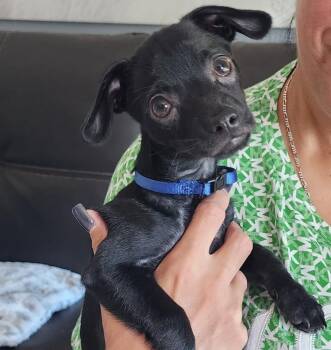 Mixed Breed Dogs Available for Adoption in Palm City, Florida - ONYX | PetCurious