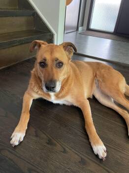 Ruby -  Boxer and Labrador Retriever Dog for Adoption in Winnipeg, Manitoba - Ruby | PetCurious
