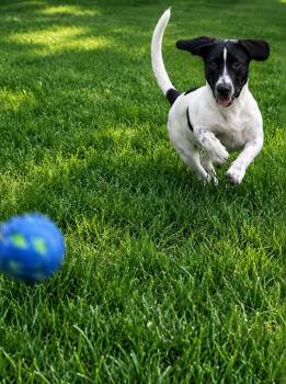 Phoebe -  Basset Hound Dog for Adoption in Tulsa, Oklahoma - Phoebe | PetCurious