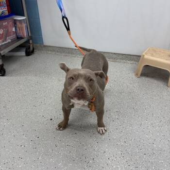 Cara -  Pit Bull Terrier and Mixed Breed Dog for Adoption in Indianapolis, Indiana - Cara | PetCurious
