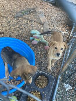 Jill Yellow -  Shepherd and Hound Dog for Adoption in Chatham, Virginia - Jill Yellow | PetCurious