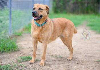 Stevie -  Mixed Breed Dog for Adoption in Memphis, Tennessee - Stevie | PetCurious