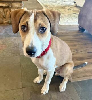 Lasso -  Mixed Breed Dog for Adoption in Fruit Heights, Utah - Lasso | PetCurious