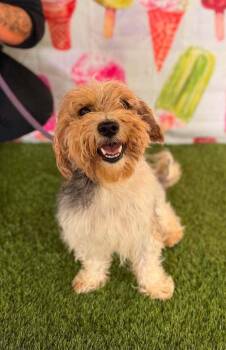 Kiwi -  Mixed Breed Dog for Adoption in Wayne, New Jersey - Kiwi | PetCurious