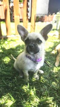 Pug and Chihuahua Dogs Available for Adoption in Sunnyvale, California - Latte | PetCurious