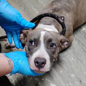 Mixed Breed Dogs Available for Adoption in Summerville, South Carolina - Fannie | PetCurious