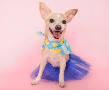 Yuzu -  Chihuahua Dog for Adoption in Phoenix, Arizona - Yuzu | PetCurious