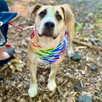 Sarah -  Labrador Retriever and Terrier Dog for Adoption in Bloomfield, Connecticut - Sarah | PetCurious
