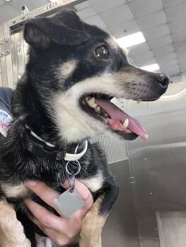 Dachshund and Mixed Breed Dogs Available for Adoption - COCOA | PetCurious