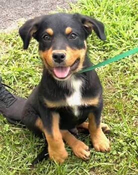 Warren -  Rottweiler and Black Labrador Retriever Dog for Adoption in Andover, Massachusetts - Warren | PetCurious