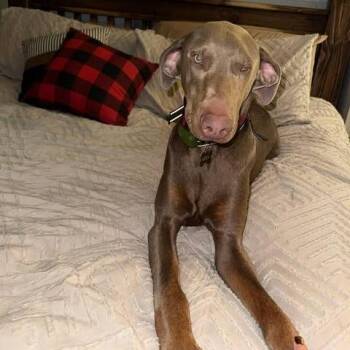 Doberman Pinscher and Mixed Breed Dogs Available for Adoption - Luca | PetCurious