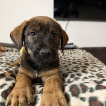 Leopold -  Retriever and Hound Dog for Adoption in Minneapolis, Minnesota - Leopold | PetCurious
