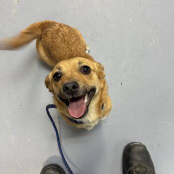 CeeCee -  Chihuahua and Mixed Breed Dog for Adoption in Tacoma, Washington - CeeCee | PetCurious