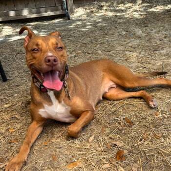 Mixed Breed Dogs Available for Adoption - Peanut Butter | PetCurious